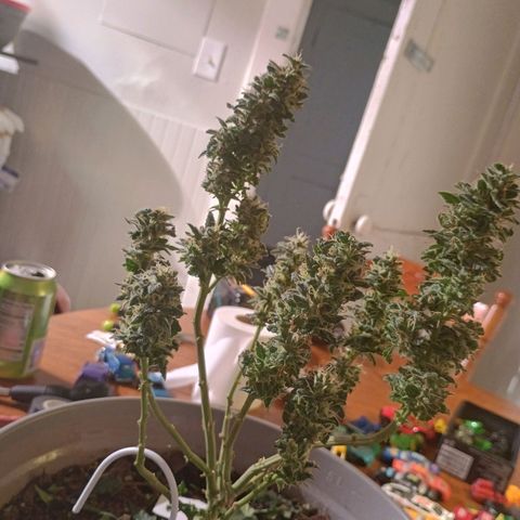 Fast Buds Auto Mix  growlog timeline photo