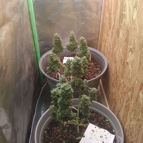 Fast Buds Auto Mix  growlog timeline photo
