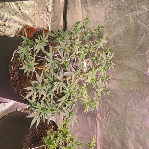 Fast Buds Auto Mix  growlog timeline photo