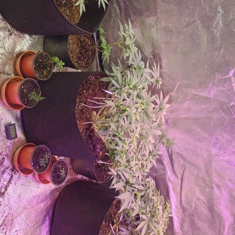 Fast Buds Auto Mix  growlog timeline photo