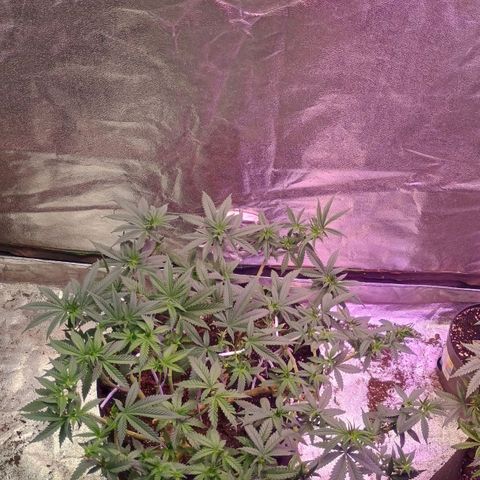 Fast Buds Auto Mix  growlog timeline photo