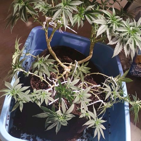 Fast Buds Auto Mix  growlog timeline photo