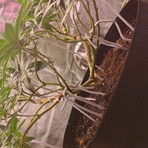 Fast Buds Auto Mix  growlog timeline photo