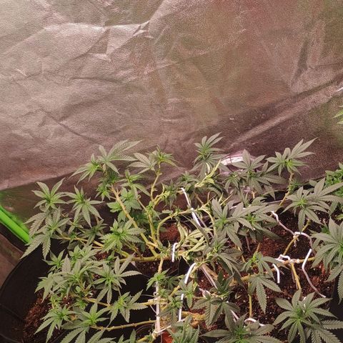 Fast Buds Auto Mix  growlog timeline photo