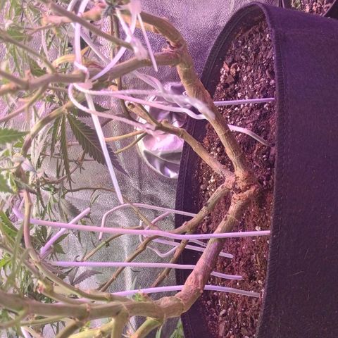 Fast Buds Auto Mix  growlog timeline photo