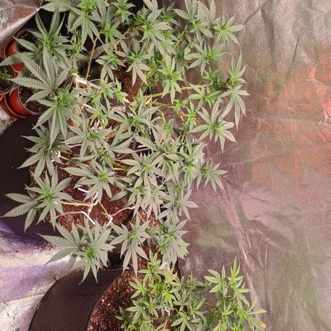 Fast Buds Auto Mix  growlog timeline photo