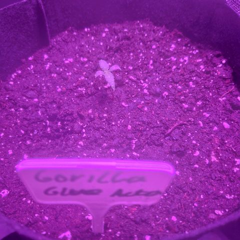 LSD Auto growlog timeline photo