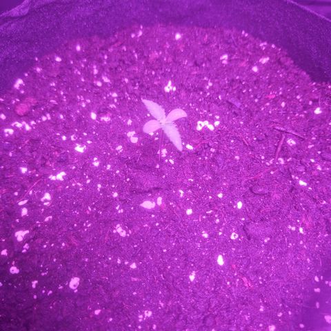 LSD Auto growlog timeline photo