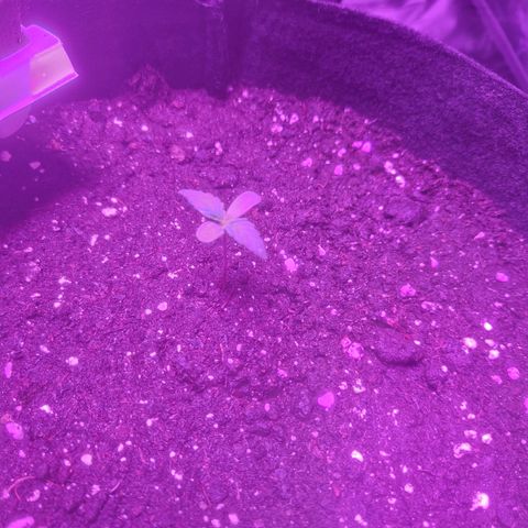 LSD Auto growlog timeline photo