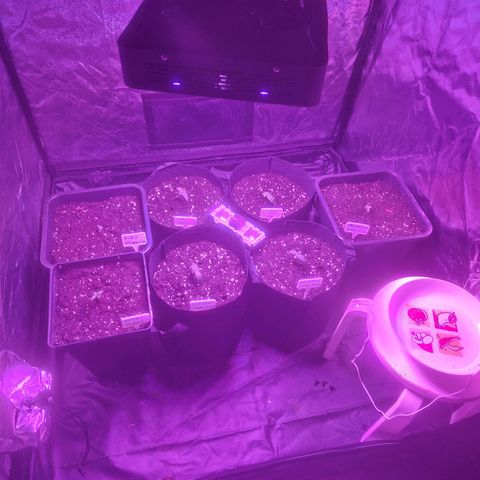 Auto Amnesia XXL growlog timeline photo