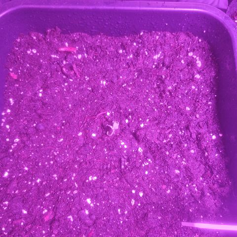 Auto Amnesia XXL growlog timeline photo