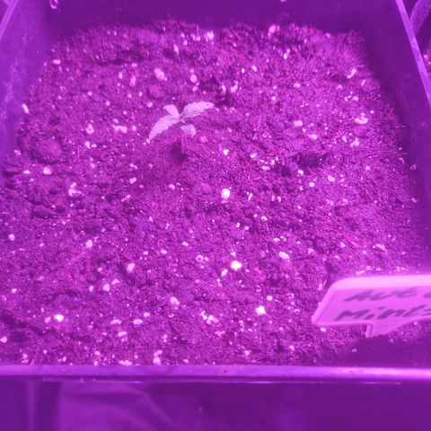 Auto Amnesia XXL growlog timeline photo