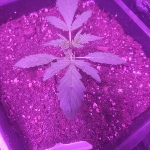LSD Auto growlog timeline photo