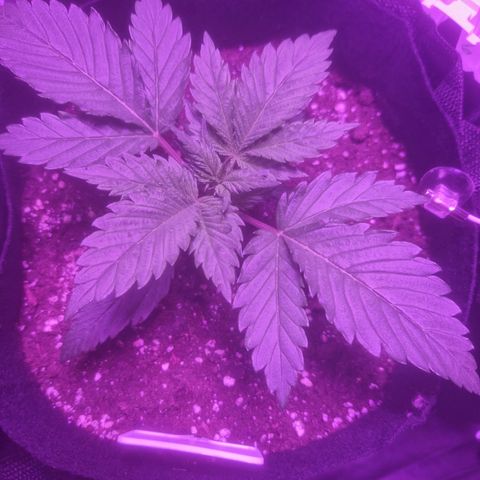 LSD Auto growlog timeline photo