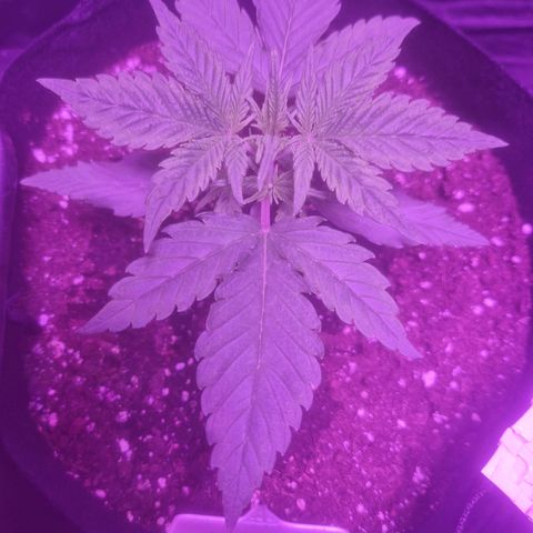 LSD Auto growlog timeline photo