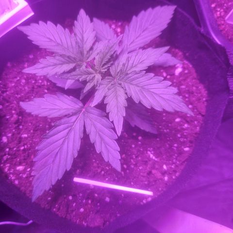 LSD Auto growlog timeline photo