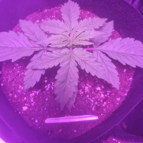 LSD Auto growlog timeline photo