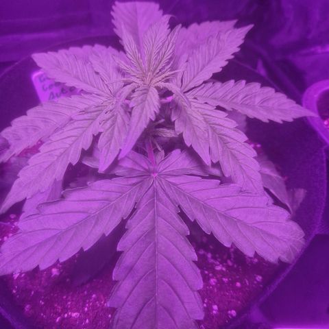 LSD Auto growlog timeline photo