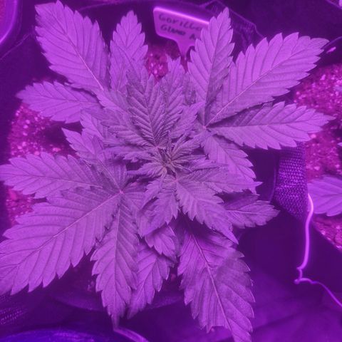 LSD Auto growlog timeline photo