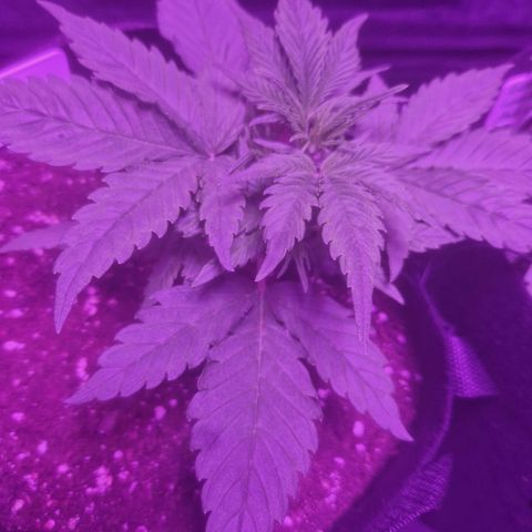 LSD Auto growlog timeline photo