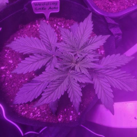 LSD Auto growlog timeline photo