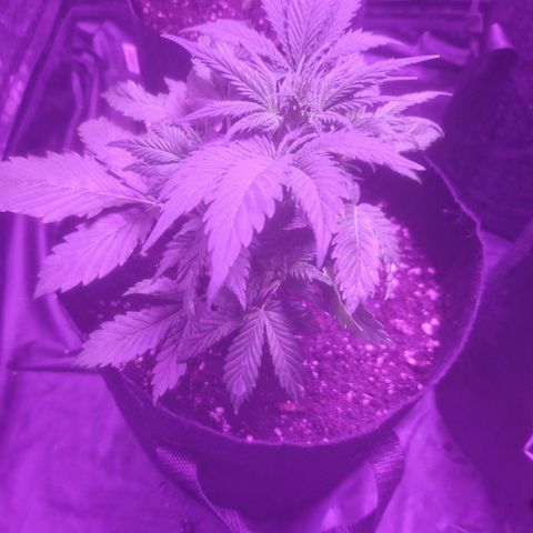 LSD Auto growlog timeline photo