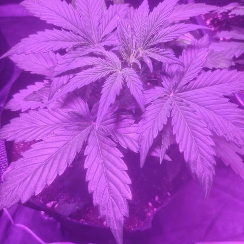 LSD Auto growlog timeline photo