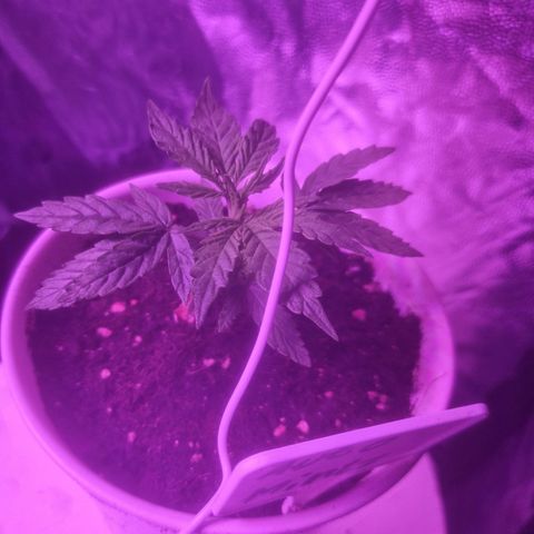 LSD Auto growlog timeline photo