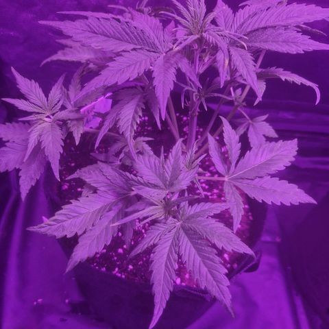 LSD Auto growlog timeline photo