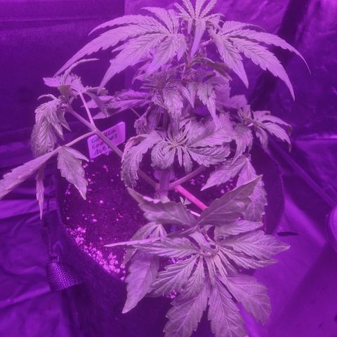 LSD Auto growlog timeline photo