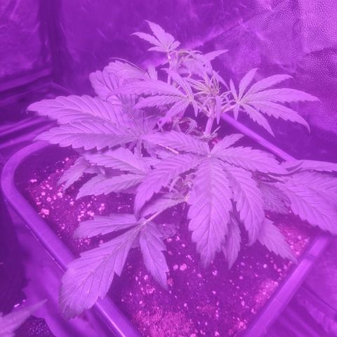 LSD Auto growlog timeline photo