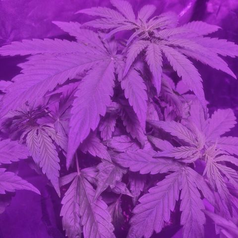 LSD Auto growlog timeline photo