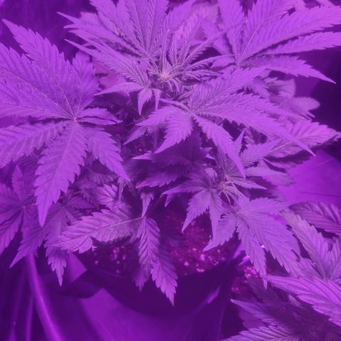 LSD Auto growlog timeline photo