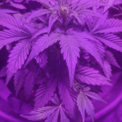 LSD Auto growlog timeline photo