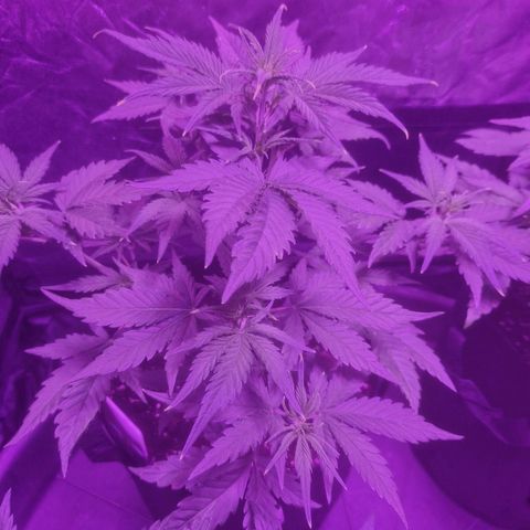 LSD Auto growlog timeline photo