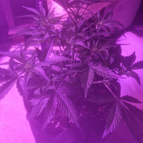 LSD Auto growlog timeline photo