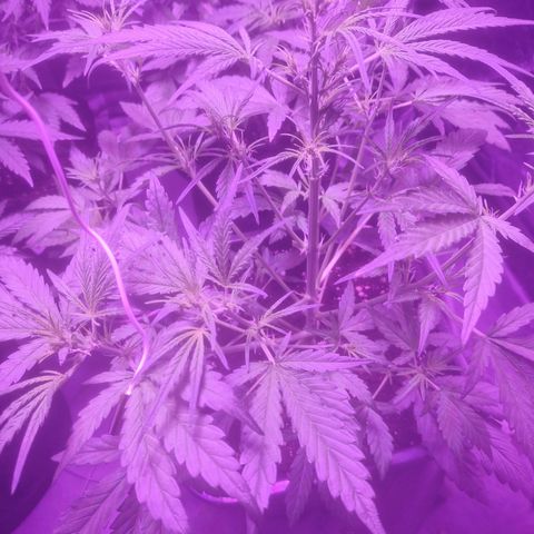 LSD Auto growlog timeline photo