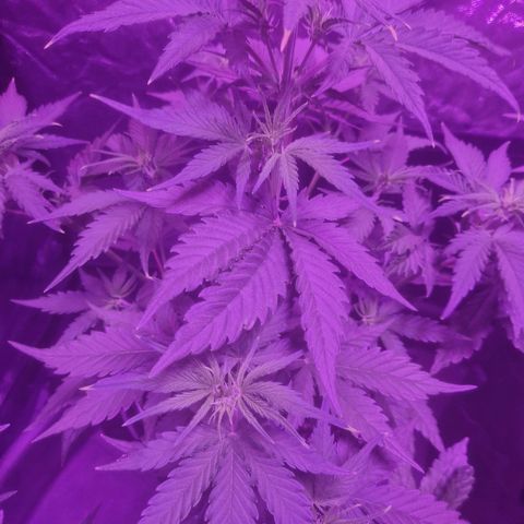 LSD Auto growlog timeline photo