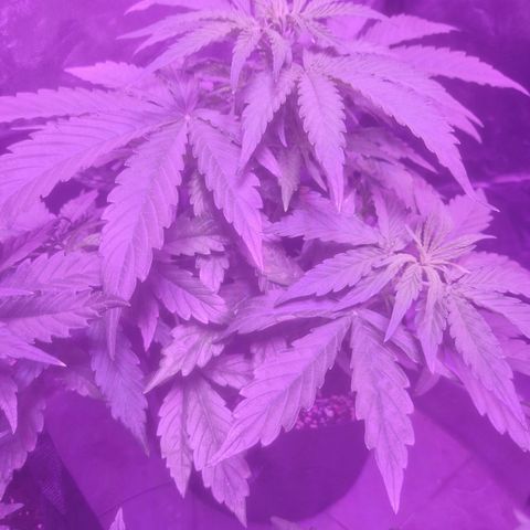 LSD Auto growlog timeline photo