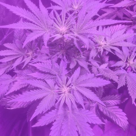 LSD Auto growlog timeline photo