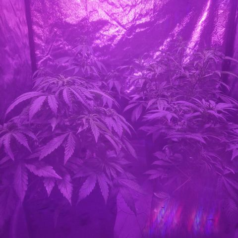 LSD Auto growlog timeline photo