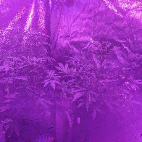 LSD Auto growlog timeline photo
