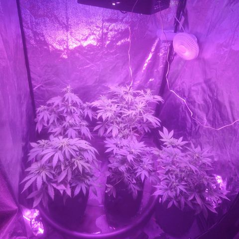 LSD Auto growlog timeline photo