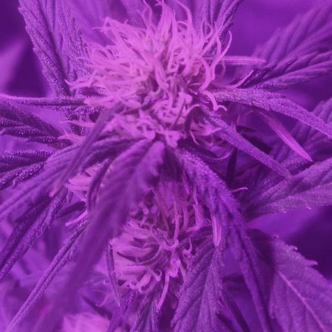 LSD Auto growlog timeline photo