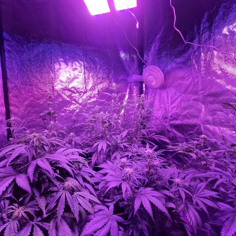 LSD Auto growlog timeline photo