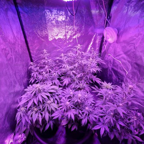 LSD Auto growlog timeline photo