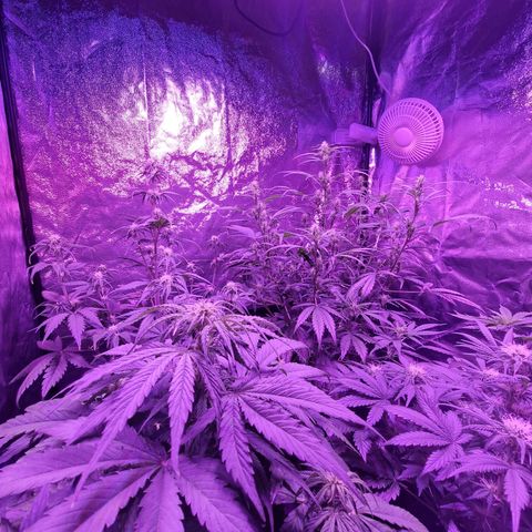LSD Auto growlog timeline photo