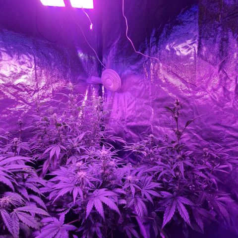 LSD Auto growlog timeline photo