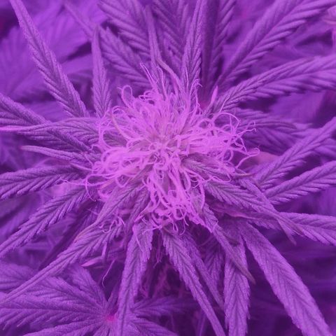 LSD Auto growlog timeline photo
