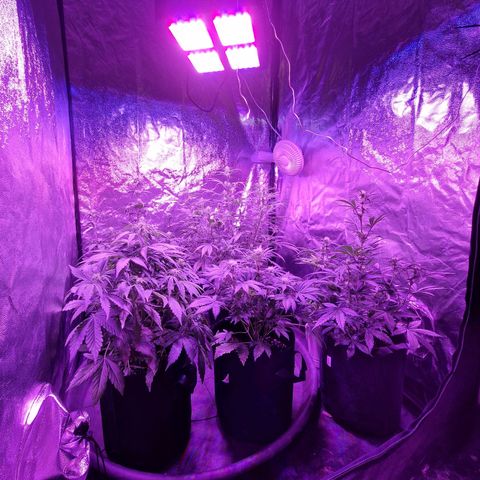 LSD Auto growlog timeline photo